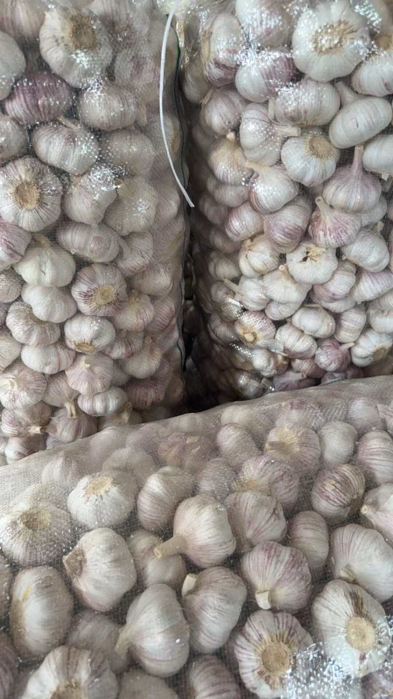 山东大蒜金乡大蒜中东货，东南亚外贸货加工稳定供应