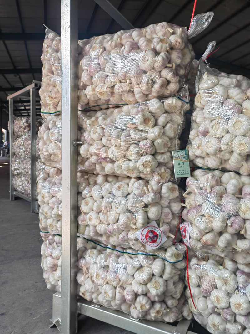山东大蒜金乡大蒜中东货，东南亚外贸货加工稳定供应