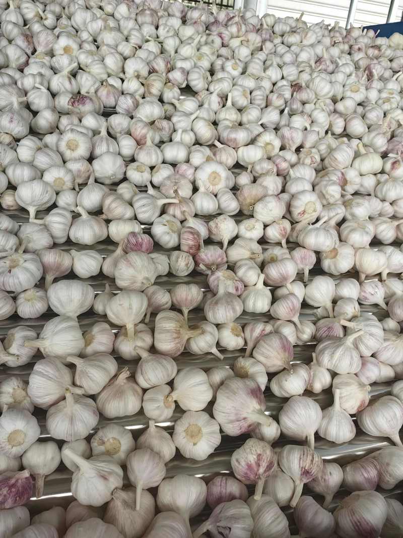 山东大蒜金乡大蒜中东货，东南亚外贸货加工稳定供应