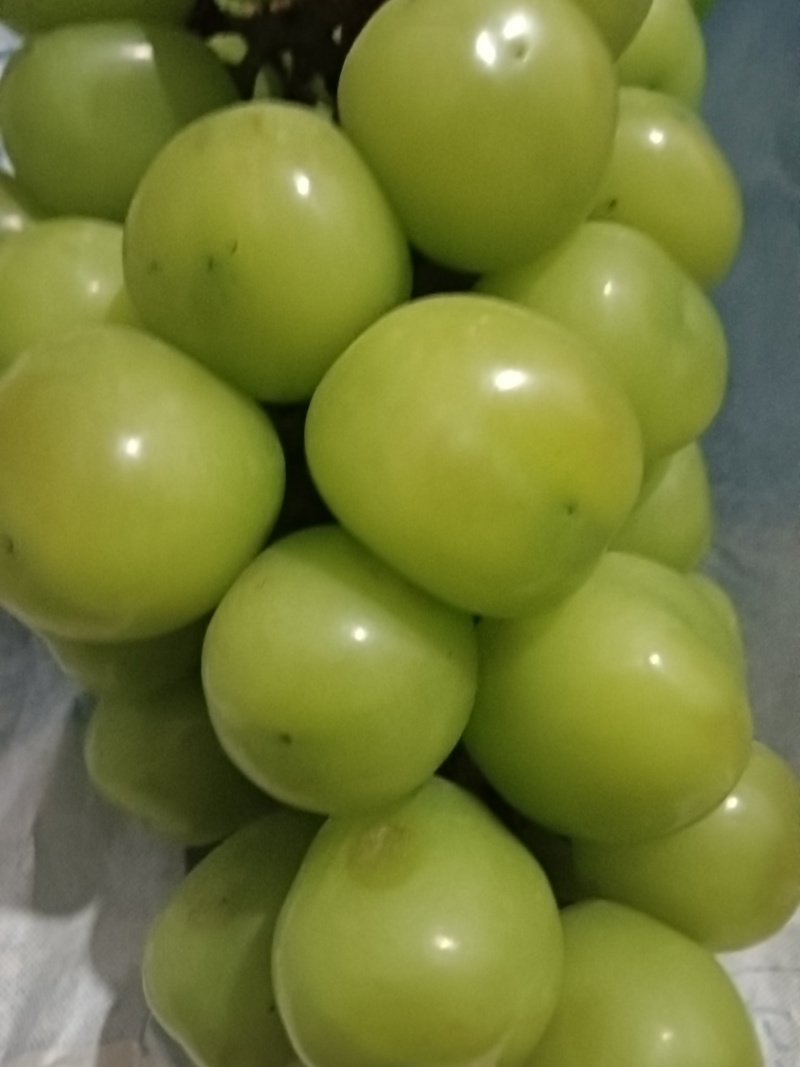 高原阳光玫瑰葡萄，高品质基地货。