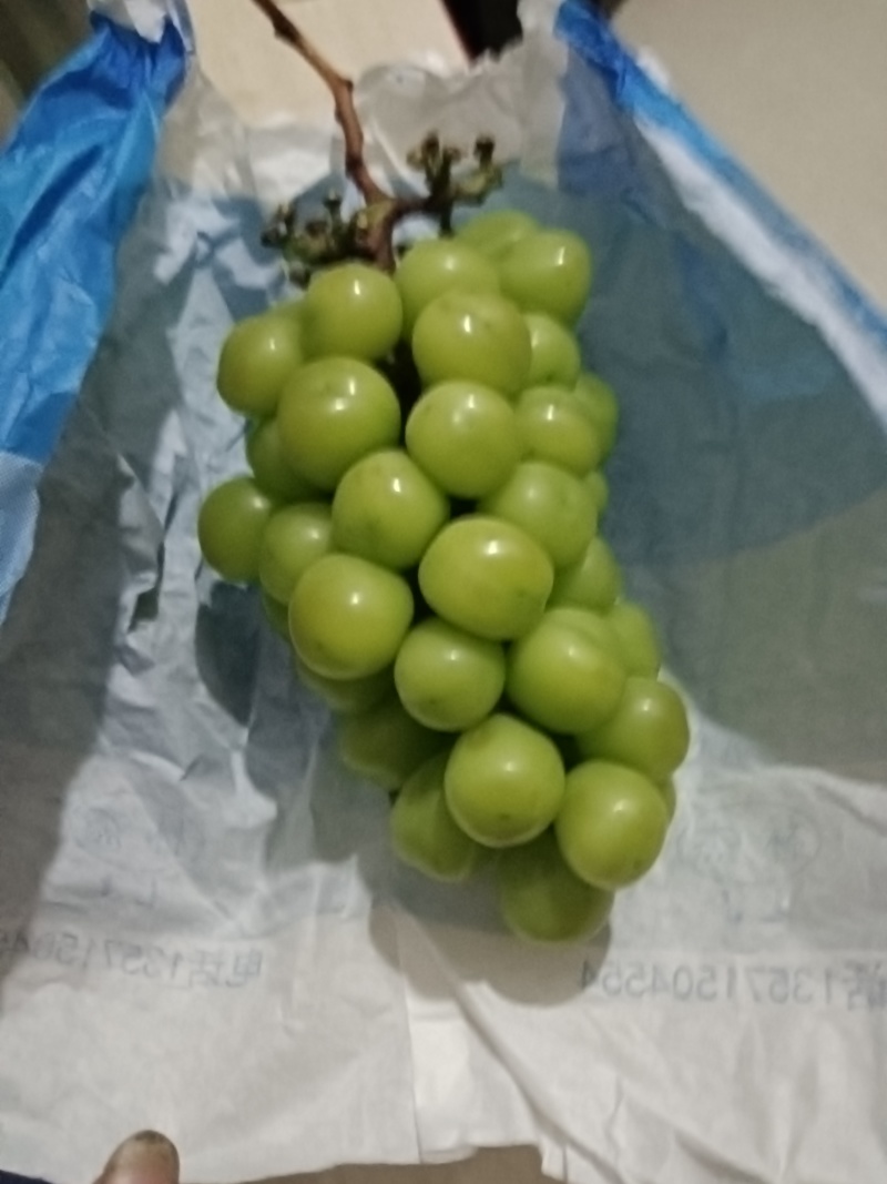 高原阳光玫瑰葡萄，高品质基地货。