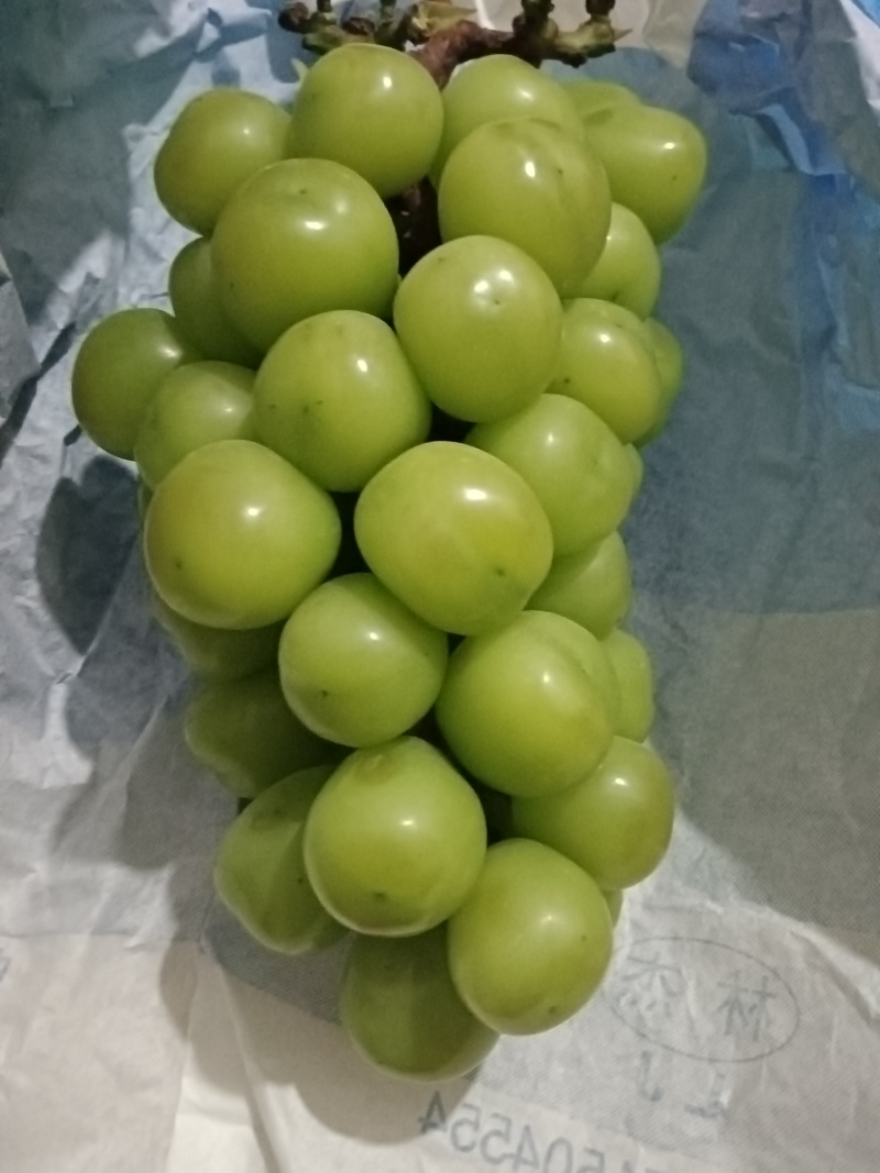 高原阳光玫瑰葡萄，高品质基地货。