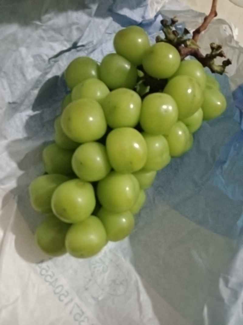 高原阳光玫瑰葡萄，高品质基地货。