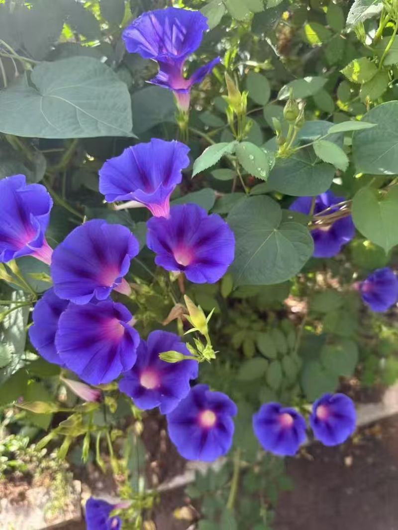 牵牛花种子爬藤类绿化，山坡绿化花架爬藤