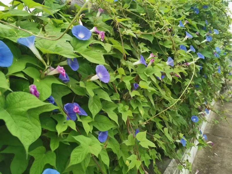 牵牛花种子爬藤类绿化，山坡绿化花架爬藤