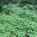 牵牛花种子爬藤类绿化，山坡绿化花架爬藤