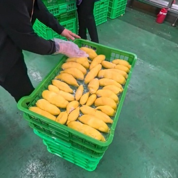液氮冷冻金枕肉支持一件代发
