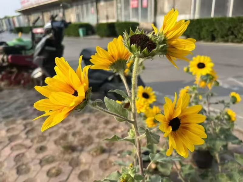 向日葵种子花海观赏多头多花绿化