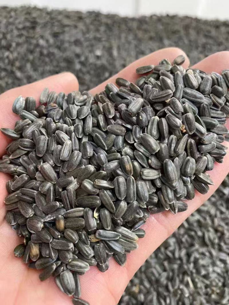 向日葵种子花海观赏多头多花绿化