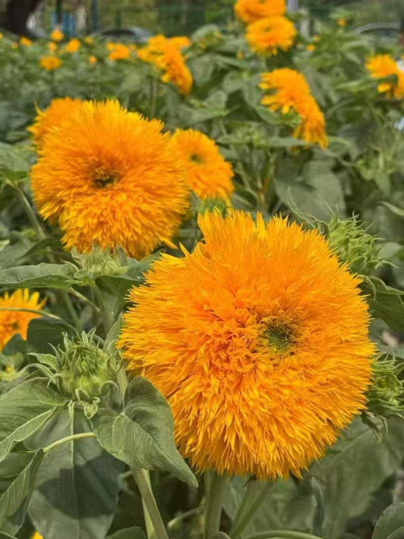 向日葵种子花海观赏多头多花绿化