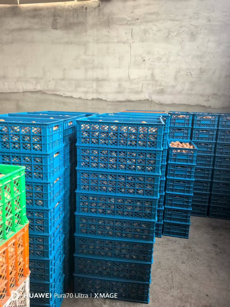 辽宁红皮鸡蛋养殖场直发品质保证对接市场商超电商
