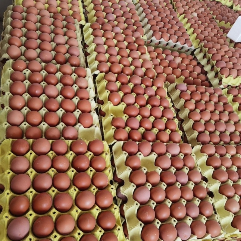 辽宁红皮鸡蛋养殖场直发品质保证对接市场商超电商