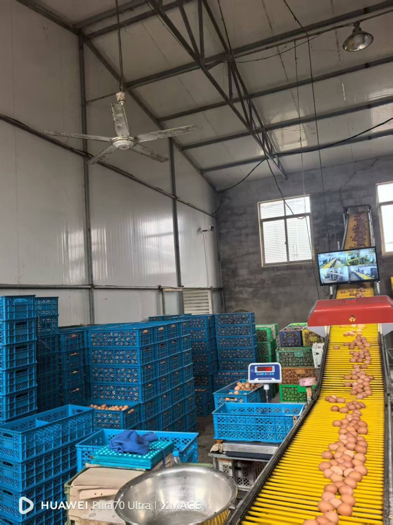 辽宁红皮鸡蛋养殖场直发品质保证对接市场商超电商