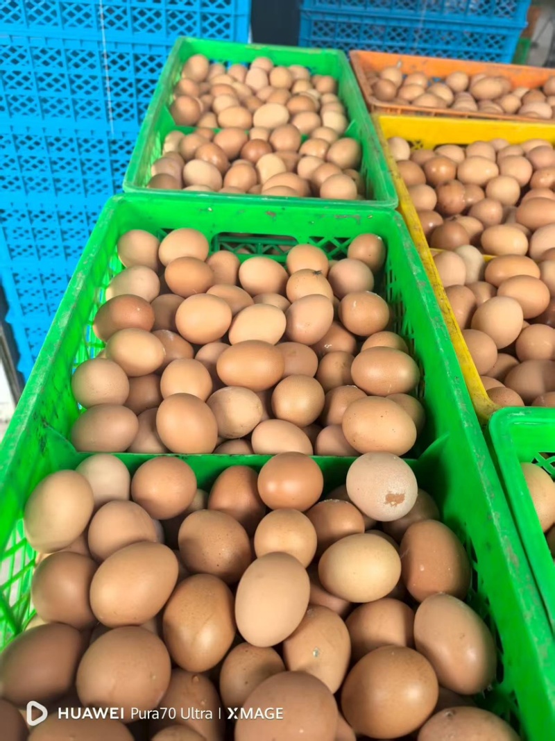 辽宁红皮鸡蛋养殖场直发品质保证对接市场商超电商