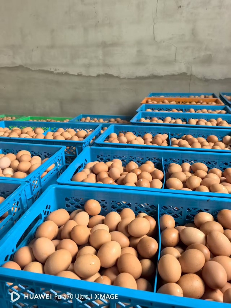 辽宁红皮鸡蛋养殖场直发品质保证对接市场商超电商
