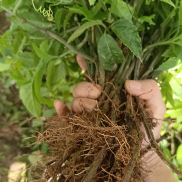 《三叶青种苗》量大从优