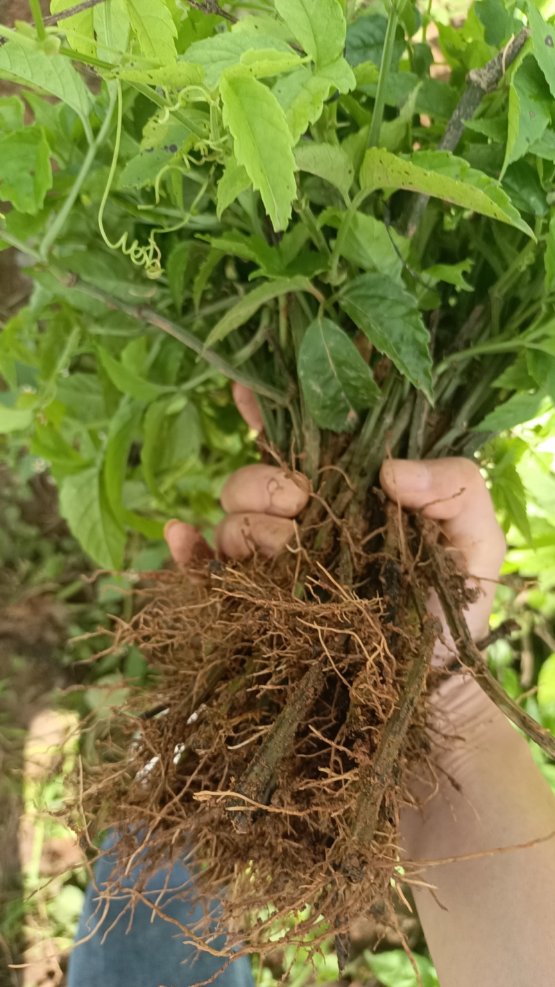 《三叶青种苗》量大从优