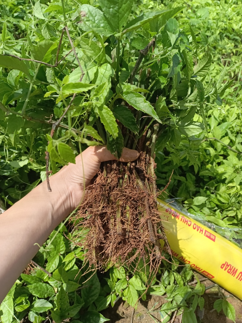 《三叶青种苗》量大从优