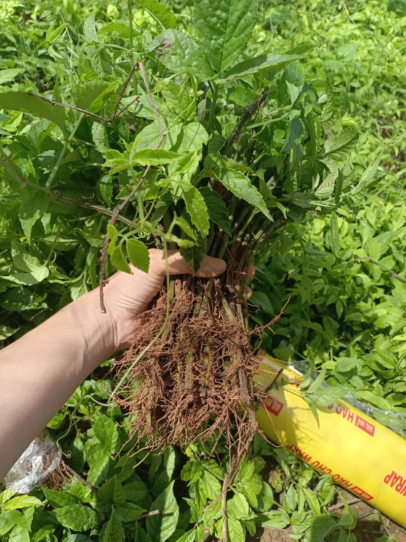 《三叶青种苗》量大从优