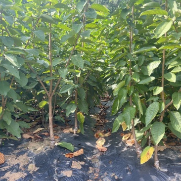 嫁接樱桃苗根系发达提供技术指导基地直发常年经营品种多规格齐全