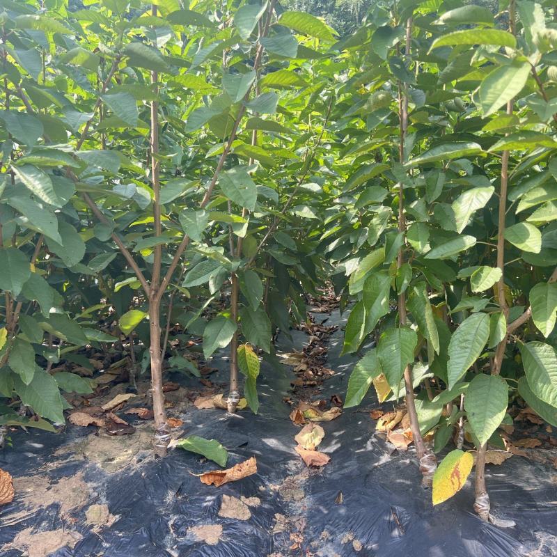 嫁接樱桃苗根系发达提供技术指导基地直发常年经营品种多规格齐全