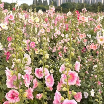 蜀葵花种籽子四季播种开花卉室外易活花籽种籽庭院花种孑