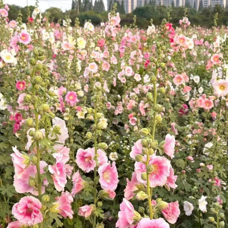 蜀葵花种籽子四季播种开花卉室外易活花籽种籽庭院花种孑