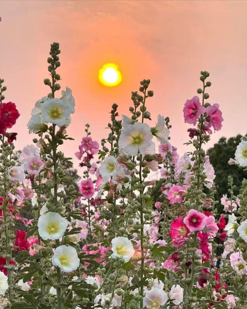 蜀葵花种籽子四季播种开花卉室外易活花籽种籽庭院花种孑