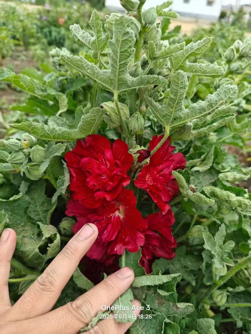 蜀葵花种籽子四季播种开花卉室外易活花籽种籽庭院花种孑
