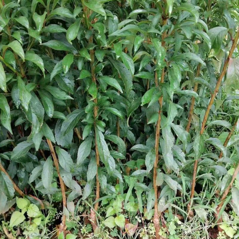 嫁接青脆李子树苗提供技术指导基地直发常年经营品种多规格齐全