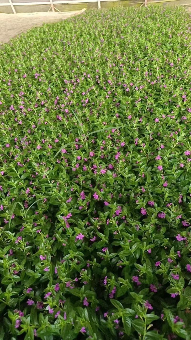 满天星花种子精美爆盆开花不断四季播室内外阳台盆栽植物花草