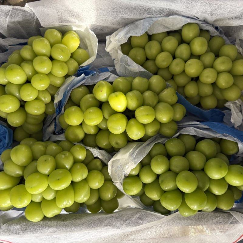 【热卖】精品阳光玫瑰，渭南阳光玫瑰，质量好，糖度高