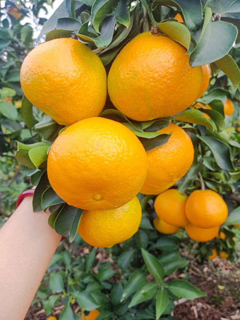 爱媛果冻橙
