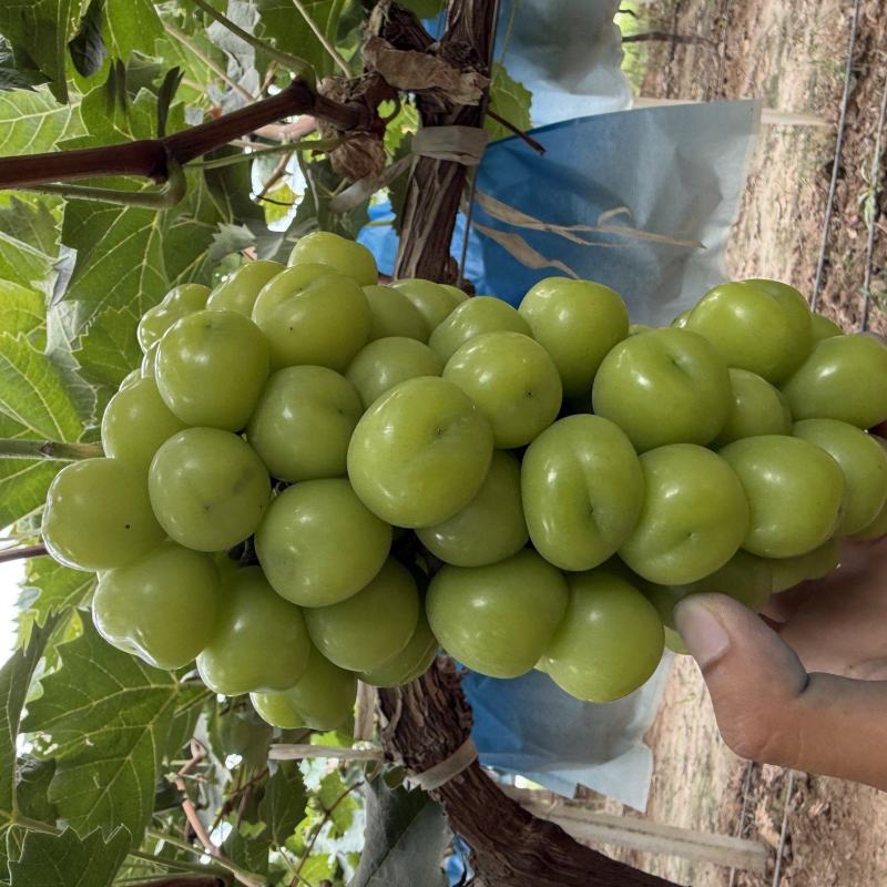 【热卖】渭南精品阳光玫瑰，大量供应，质量好，糖度高