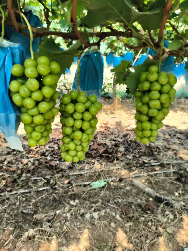 【热卖】渭南精品阳光玫瑰，大量供应，质量好，糖度高