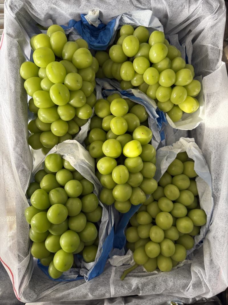 【热卖】渭南精品阳光玫瑰，大量供应，质量好，糖度高