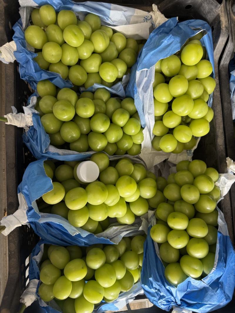 【热卖】渭南精品阳光玫瑰，大量供应，质量好，糖度高