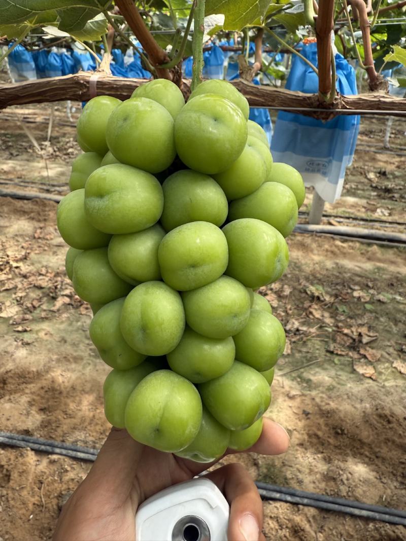 【热卖】渭南精品阳光玫瑰，大量供应，质量好，糖度高