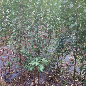 嫁接脆红李苗提供技术指导基地直发常年经营品种多规格齐全