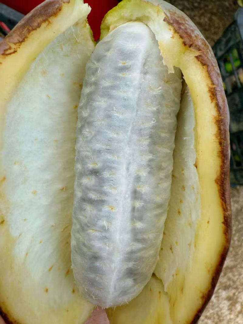八月瓜
