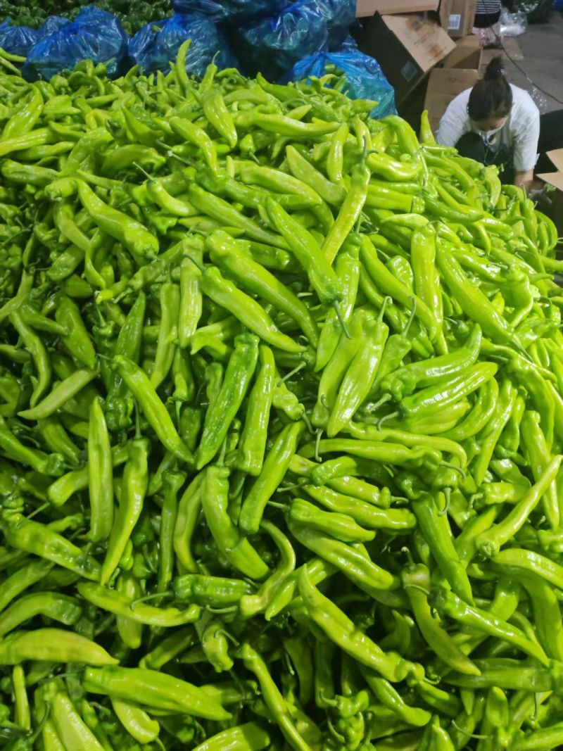 黄皮尖椒