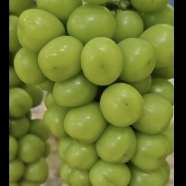 阳光玫瑰