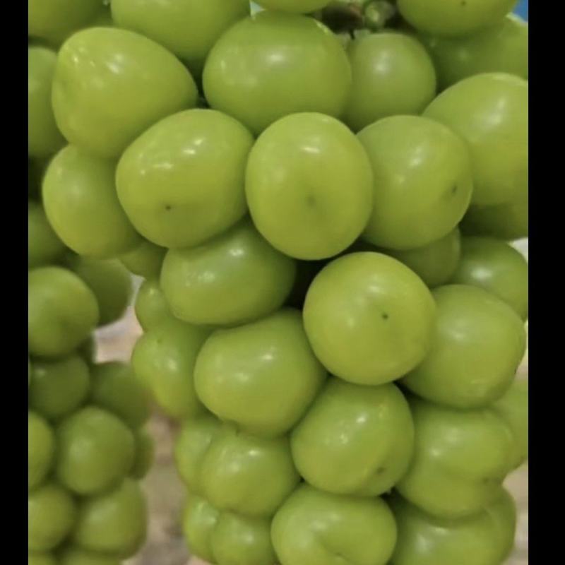 阳光玫瑰