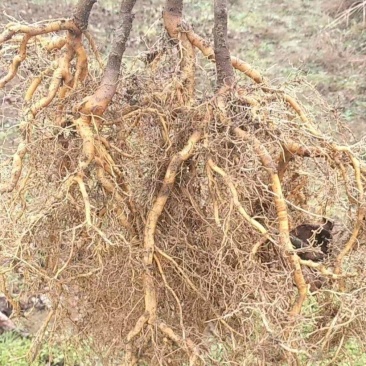 实生猕猴桃苗提供技术指导基地直发常年经营品种多规格齐全