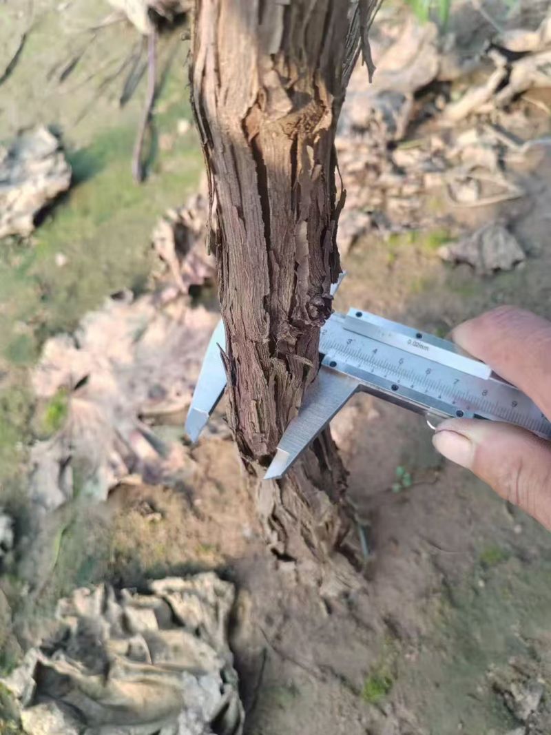 河北晋州葡萄苗产地直供可视频看货产地考察欢迎采购