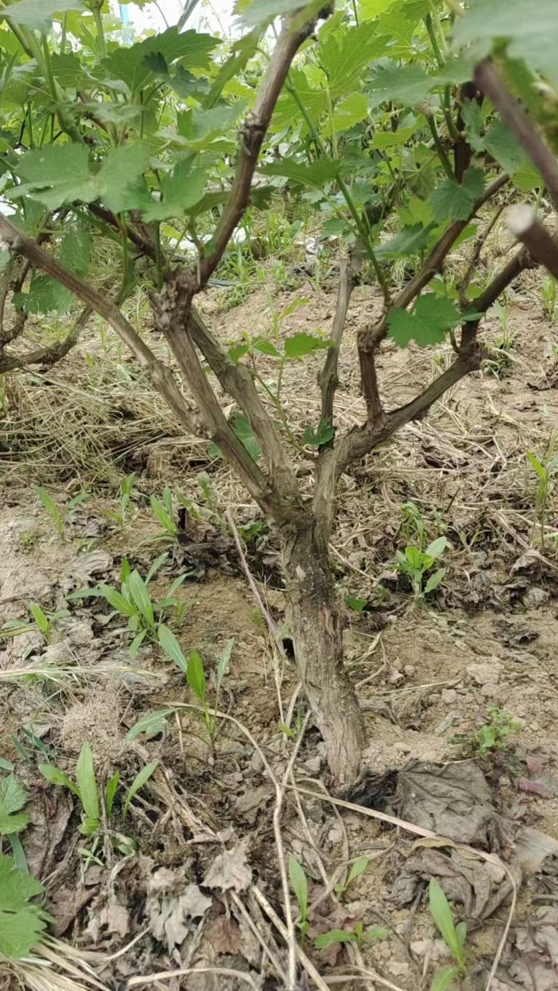 河北晋州葡萄苗产地直供可视频看货产地考察欢迎采购