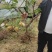 河北晋州葡萄苗产地直供可视频看货产地考察欢迎采购