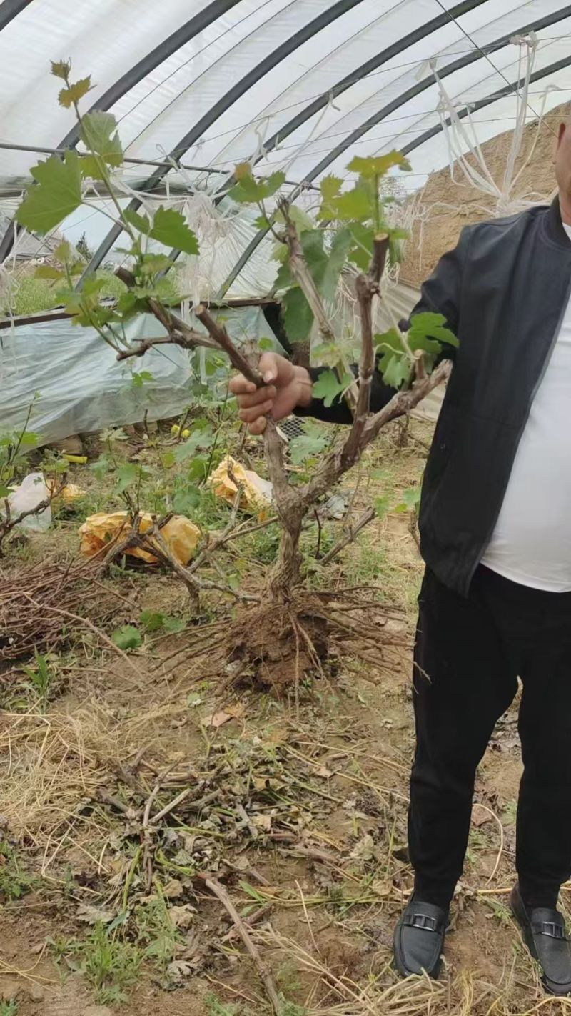 河北晋州葡萄苗产地直供可视频看货产地考察欢迎采购