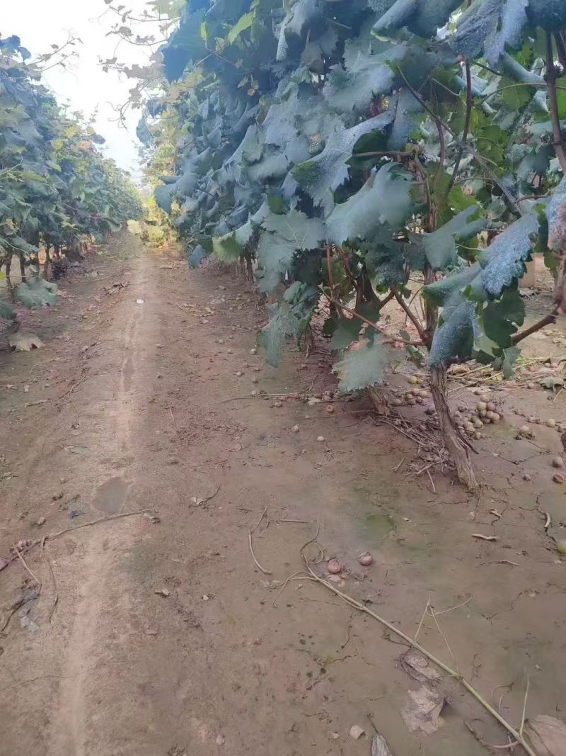 河北晋州葡萄苗产地直供可视频看货产地考察欢迎采购