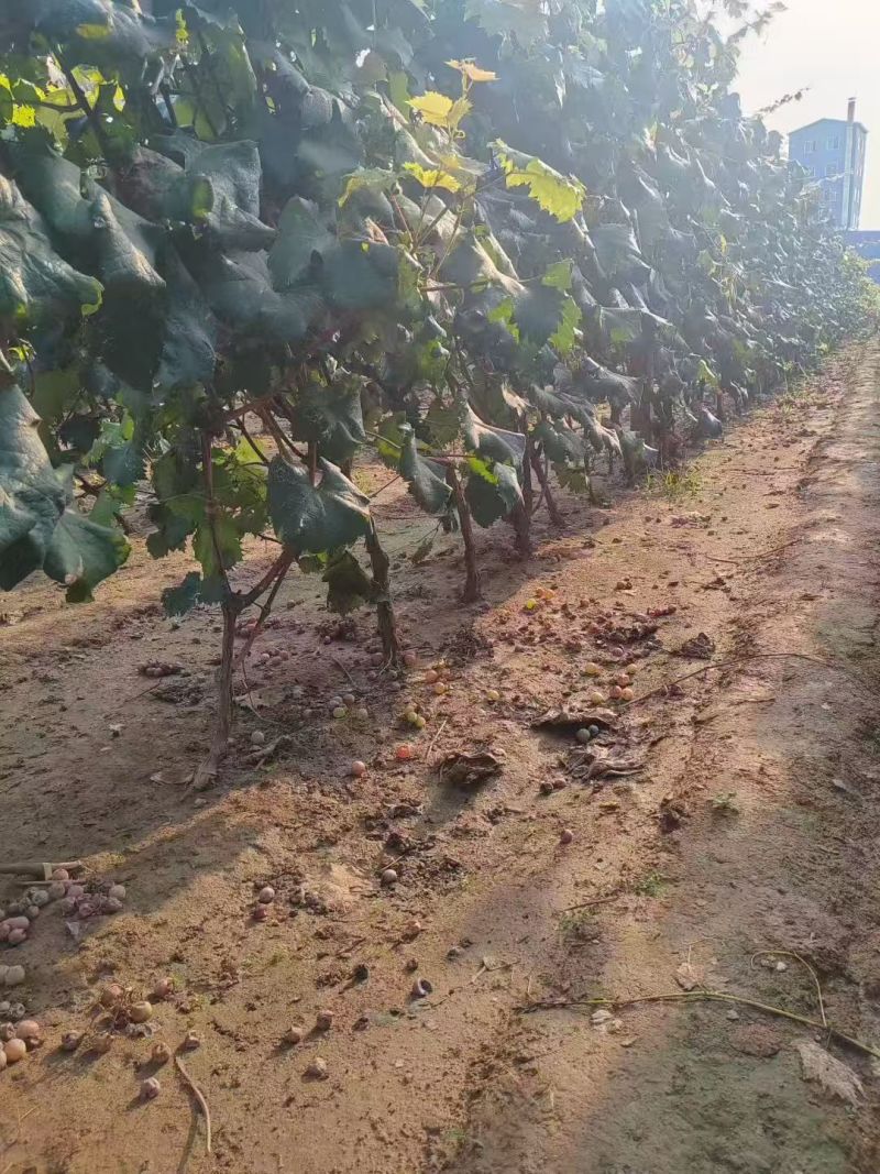 河北晋州葡萄苗产地直供可视频看货产地考察欢迎采购